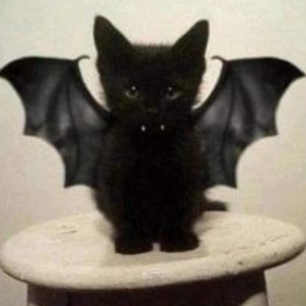 Meet your Posher, Jess